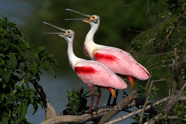 Roseate Spoonbill © Russ Chantler